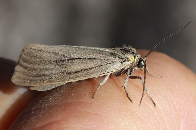 oak moth adult